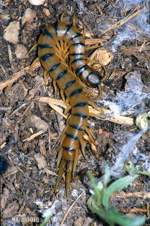 Megarian banded centipe (Scolopendra cingulata)