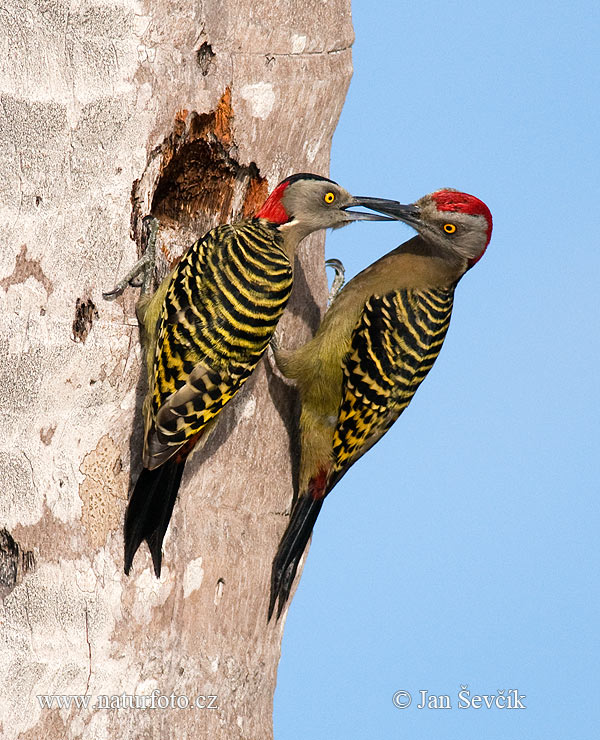 Melanerpes striatus