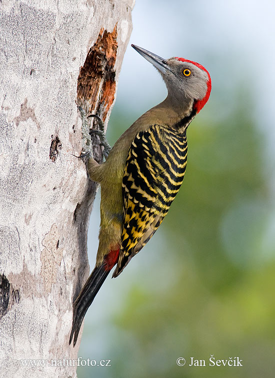 Melanerpes striatus