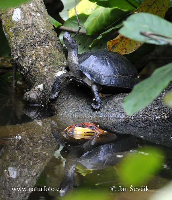 Melanochelys trijuga parkeri