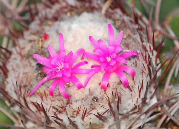 Melocactus caesius