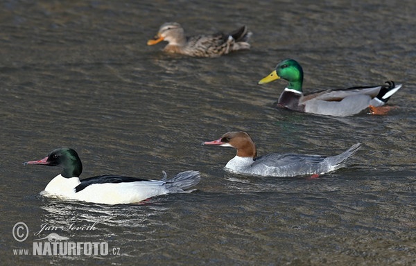 Mergus merganser