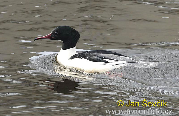 Mergus merganser