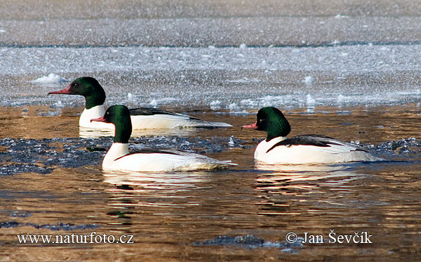 Mergus merganser