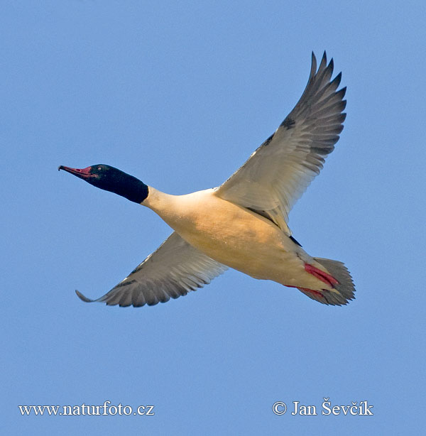 Mergus merganser