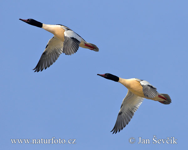 Mergus merganser