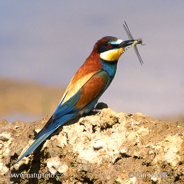 Merops apiaster