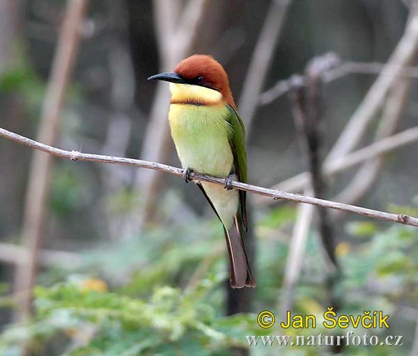 Merops leschenaulti