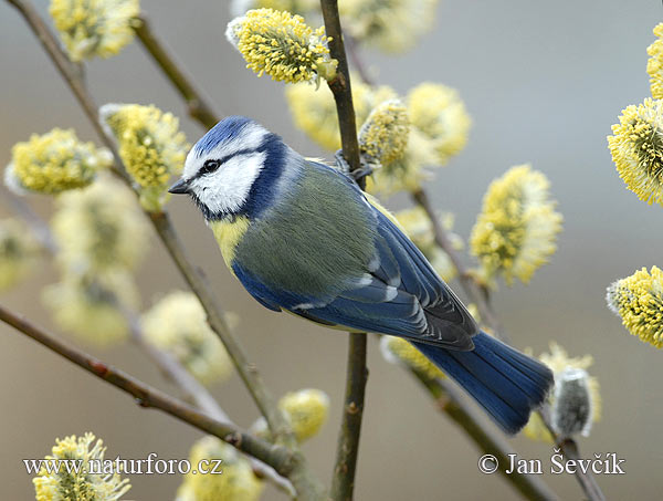 Mésange bleue