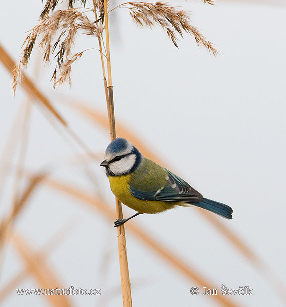 Mésange bleue