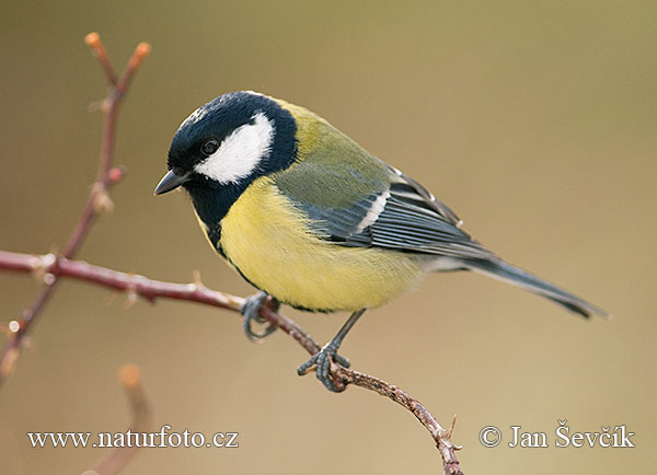 Mésange charbonnière