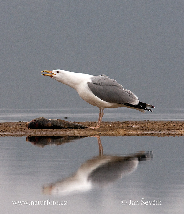 Mewa białogłowa