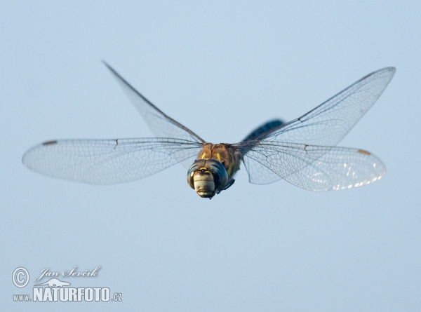 Migrant Hawker (Aeshna mixta)