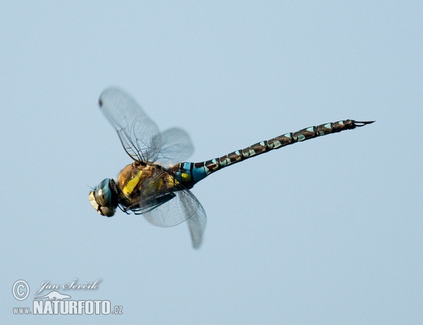 Migrant Hawker (Aeshna mixta)