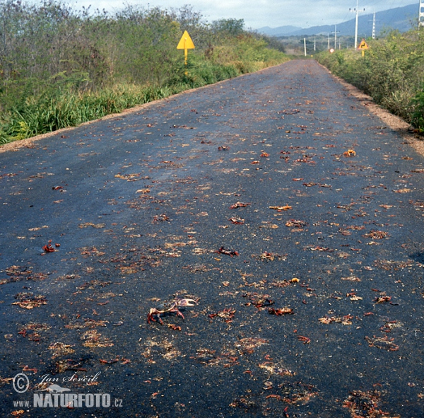 Migration of Crabs across the Road (Crabs)