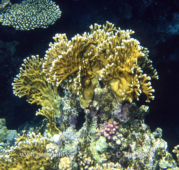 Millepora dichotoma