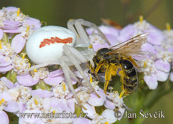 Misumena vatia