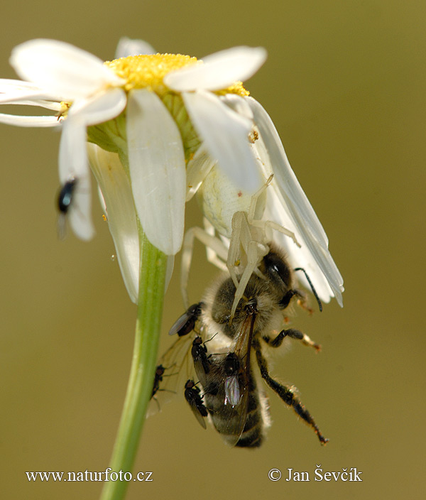 Misumena vatia