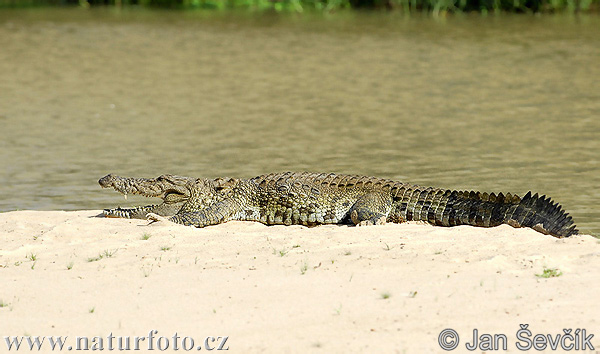 Mocsári krokodil