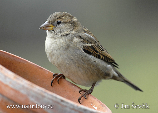 Moineau domestique