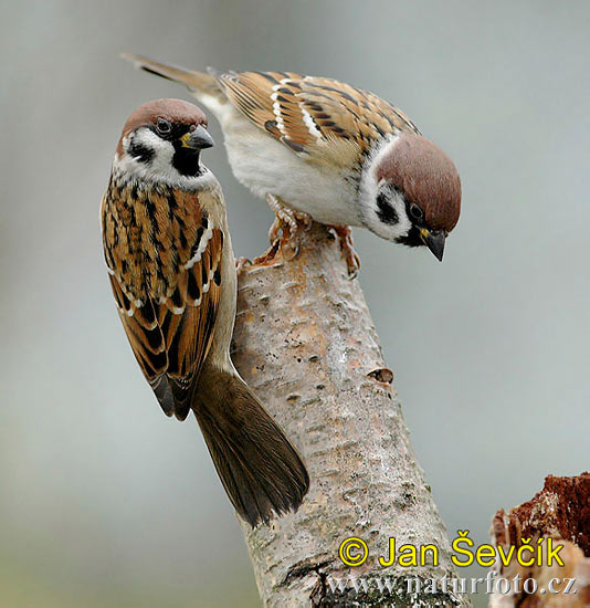 Moineau friquet