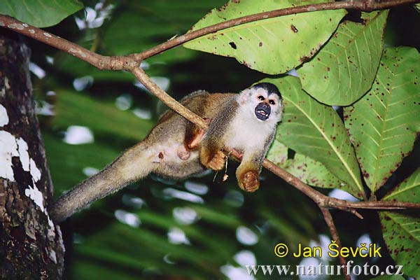 Mono ardilla de América central