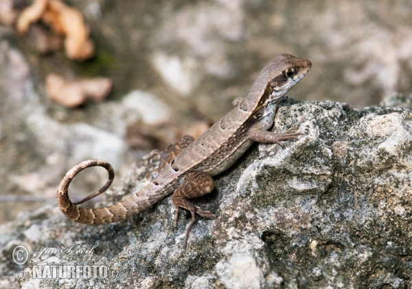 Monte Verde Curly-tailed Lizard (Leiocephalus macropus)