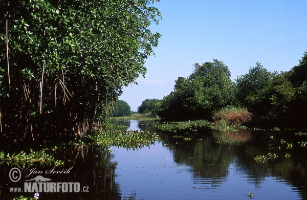 Monterrico Nature reserve (GCA)