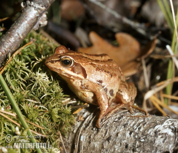 Moor Frog (Rana arvalis)