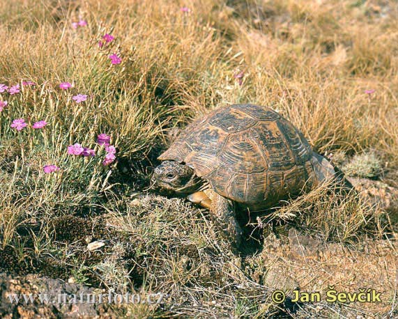 Moorse landschildpad