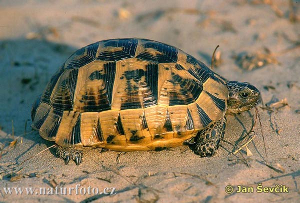 Moorse landschildpad