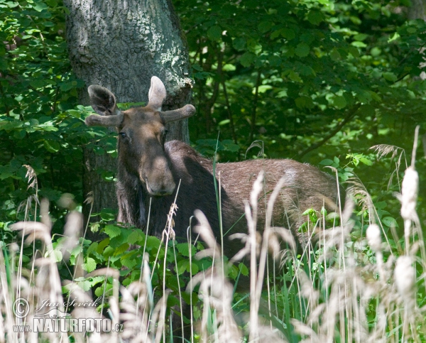 Moose (Alces alces)