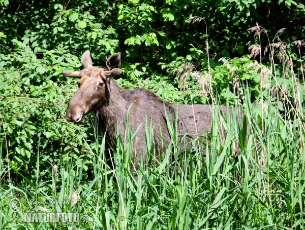 Moose (Alces alces)