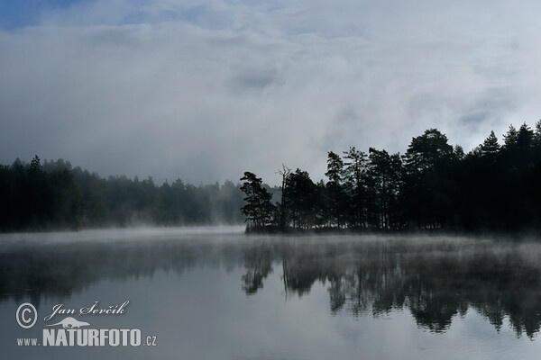 Morning fog on the pond (Tre)