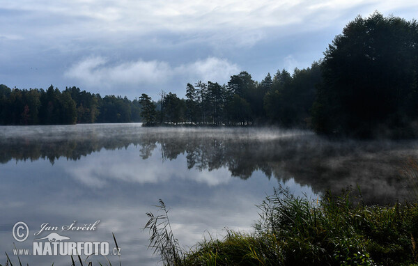 Morning fog on the pond (Tre)