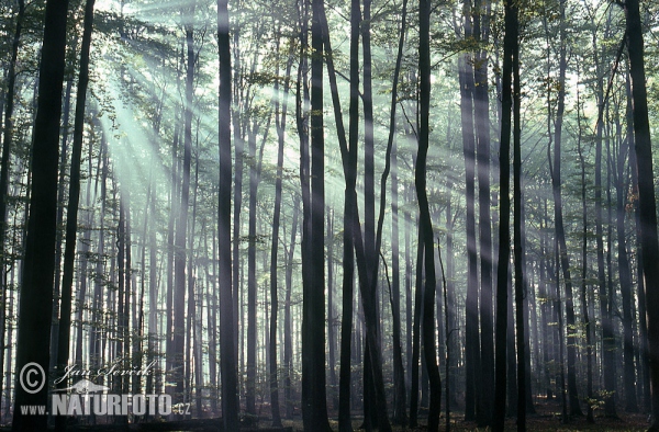 Morning in the Forest (les)