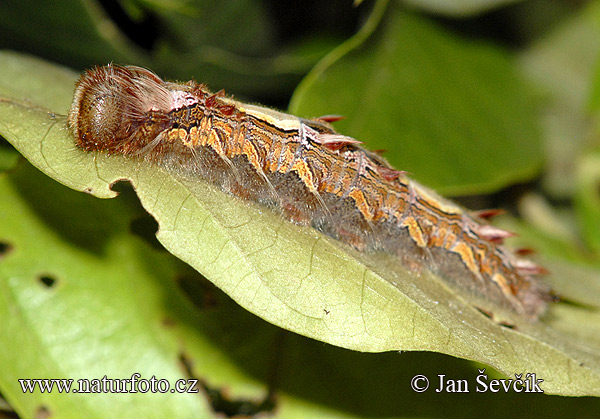 Morpho sp.