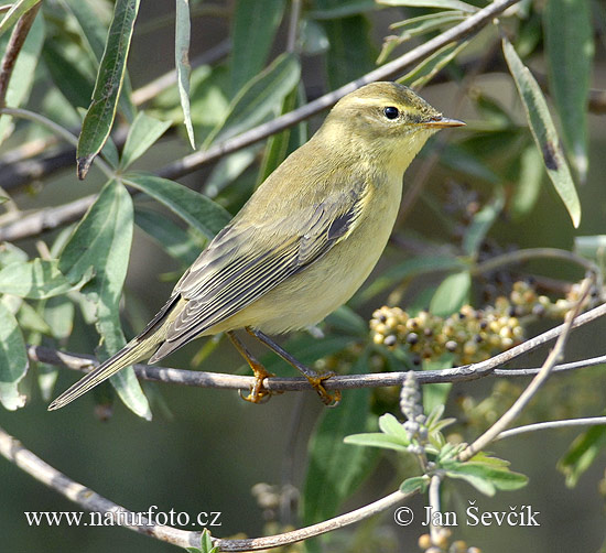 Mosquitero común