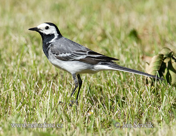 Motacilla alba