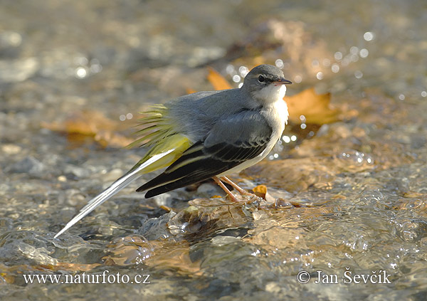 Motacilla cinerea