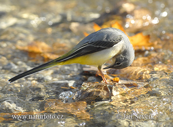 Motacilla cinerea