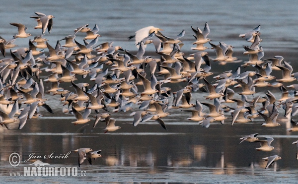 Mouette rieuse