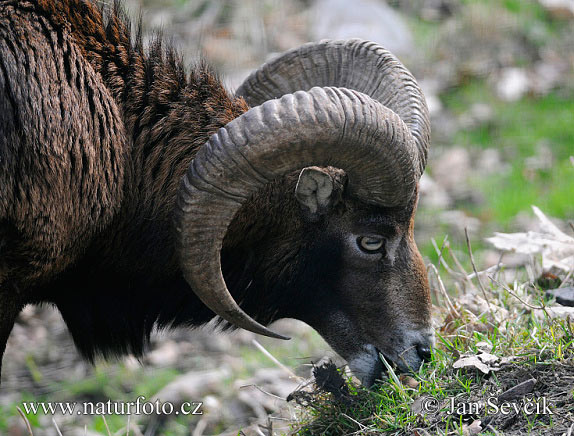 Mouflon