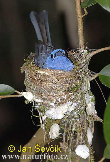 Muscicapa sordida