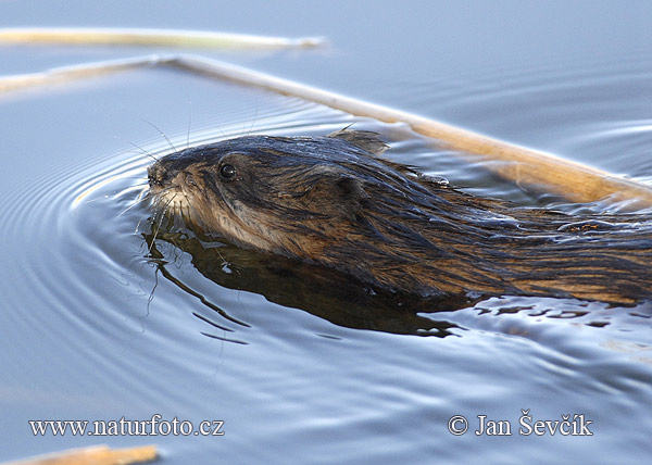 Muskusrat