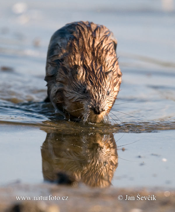 Muskusrat