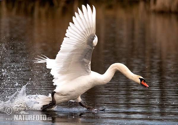 Mute Swan (Cygnus olor)