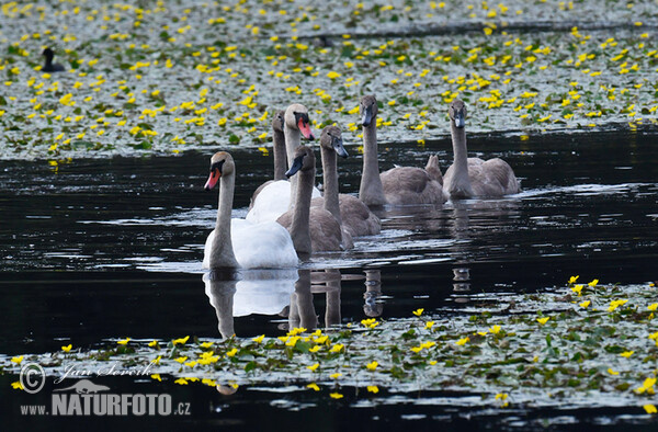 Mute Swan (Cygnus olor)