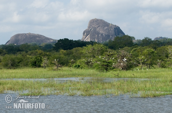 National Park Yala (CL)
