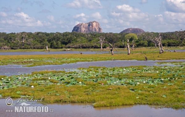 National Park Yala (CL)